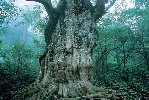 Yakushima